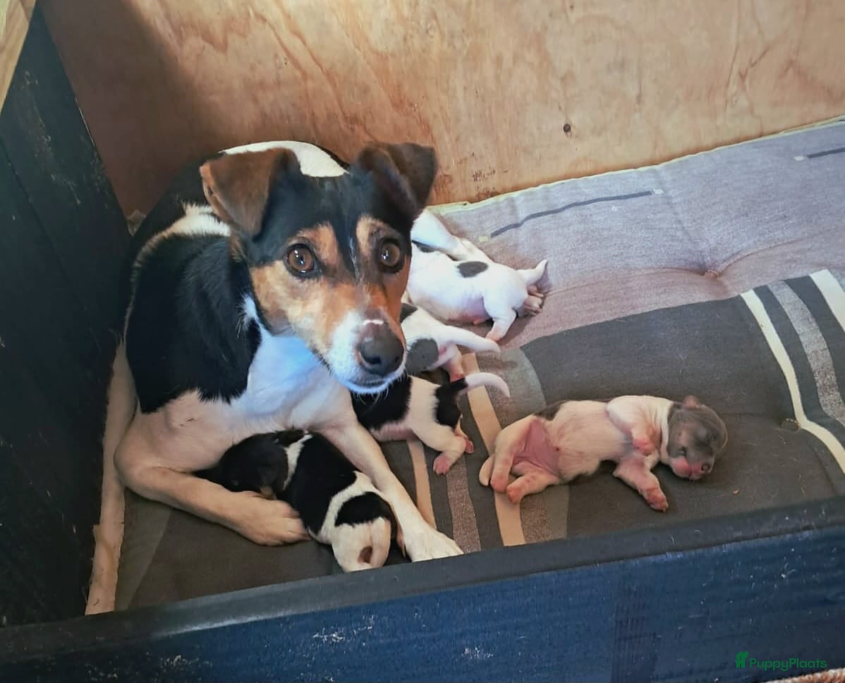 Jack Russel Terriër honden Jack Russel bleu tan/ zwart wit bruin 03-04-2026 - Advertentie 1
