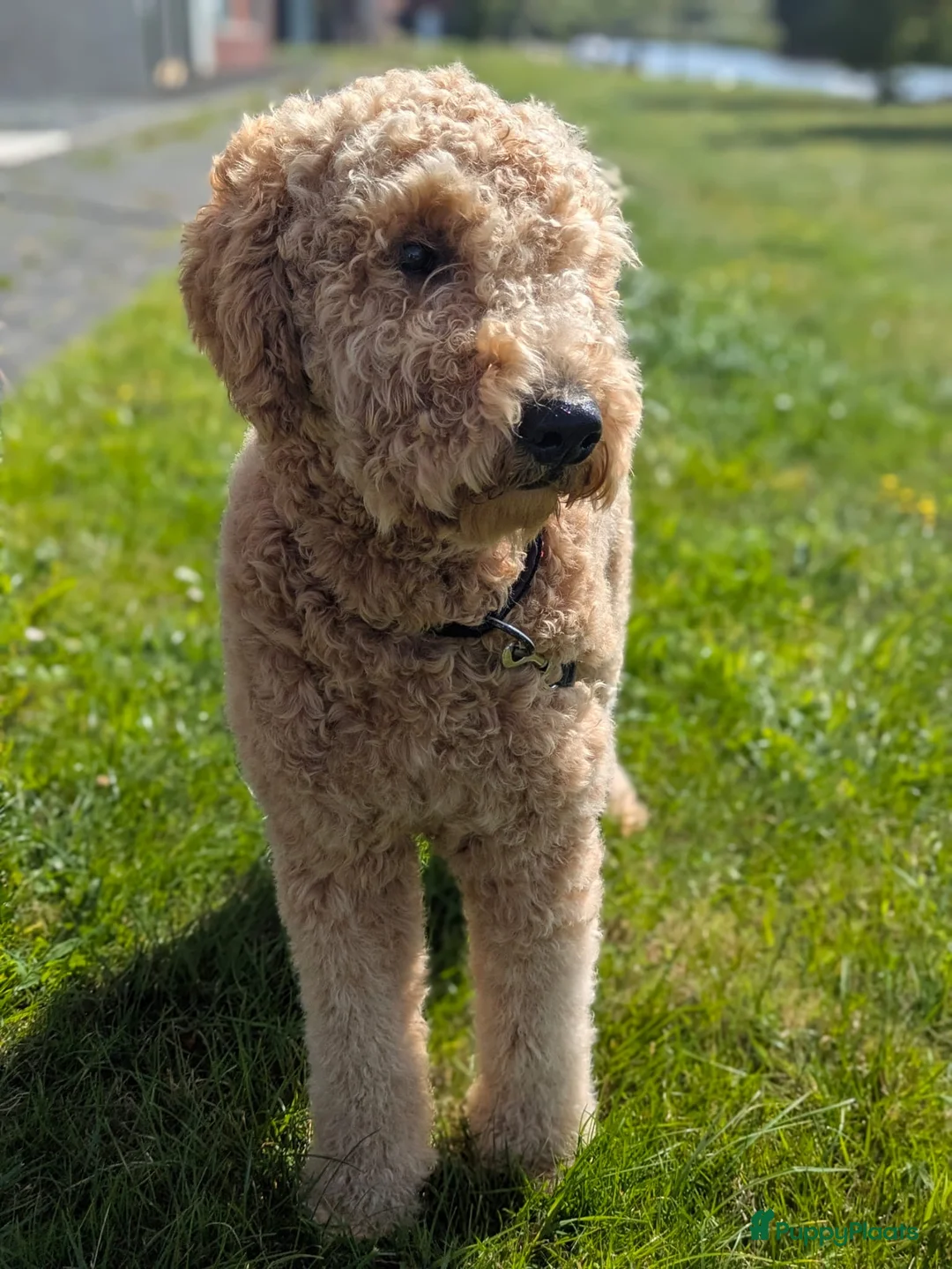 Labradoodle honden ter dekking: Labradoodle dekreu - Advertentie 5