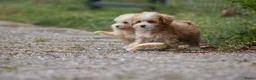 Maltipoo honden te koop: Lieve Maltipoo pups - Advertentie 9