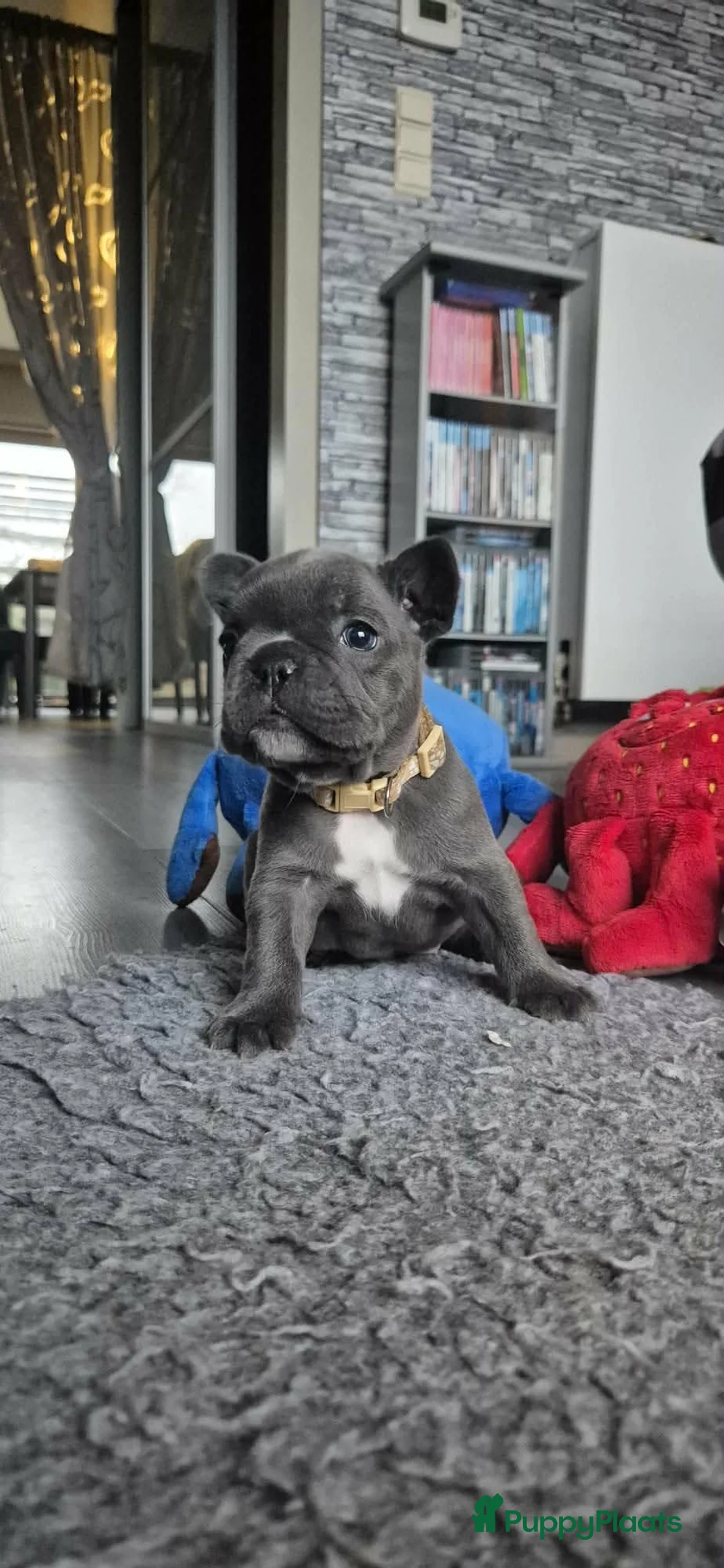 Franse Bulldog honden te koop:  Prachtige Blauwe Bulldog puppy’s thuisnestje - Advertentie 31