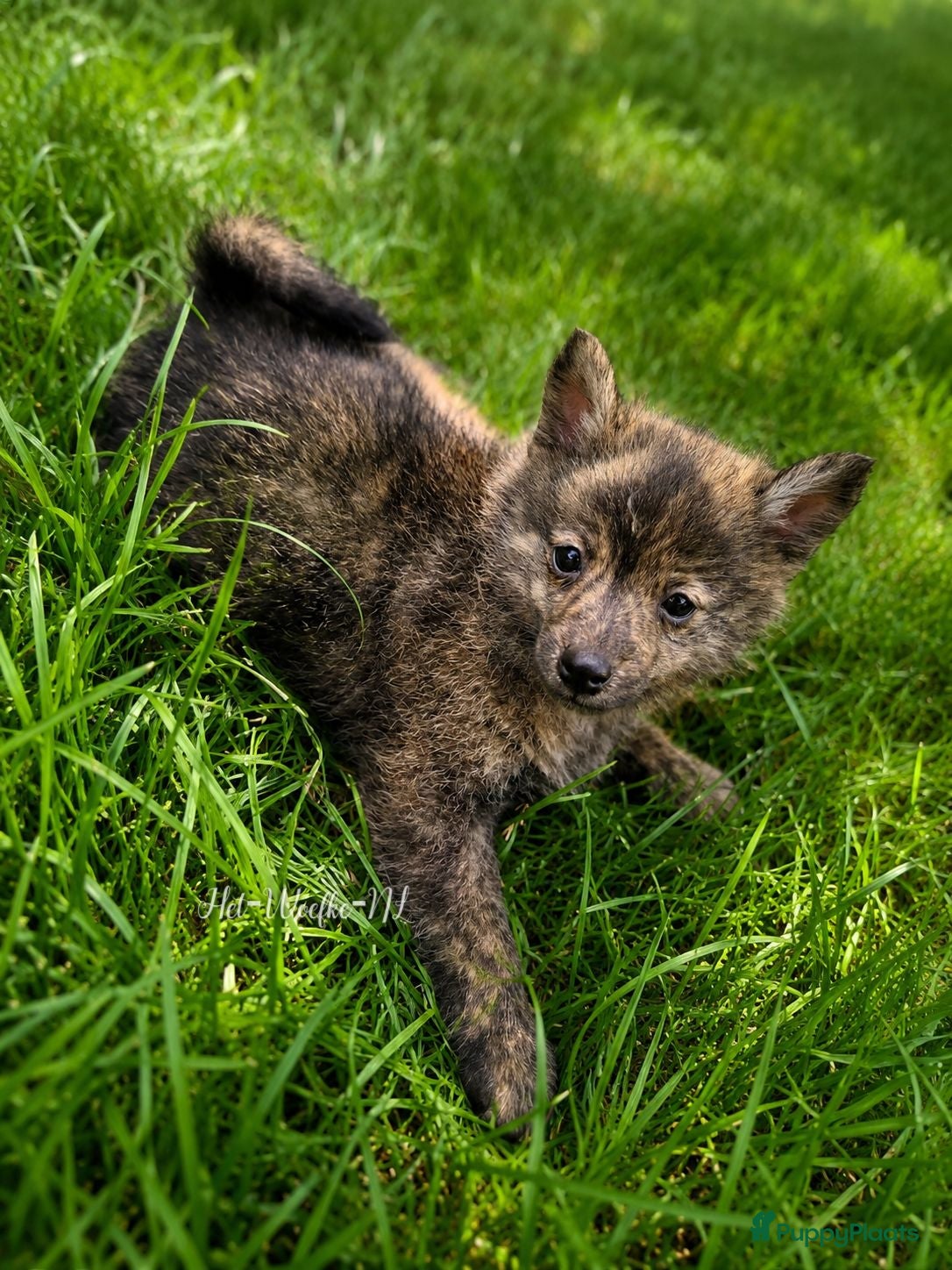 Pomsky honden Mars 💙 F1b pomsky reutje - Advertentie 6