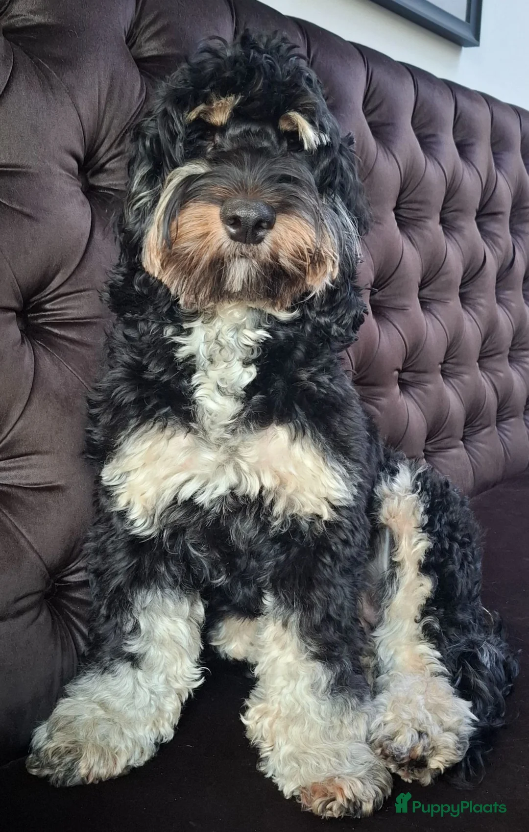 Cockapoo honden te koop: Cockapoo pup  - Advertentie 5