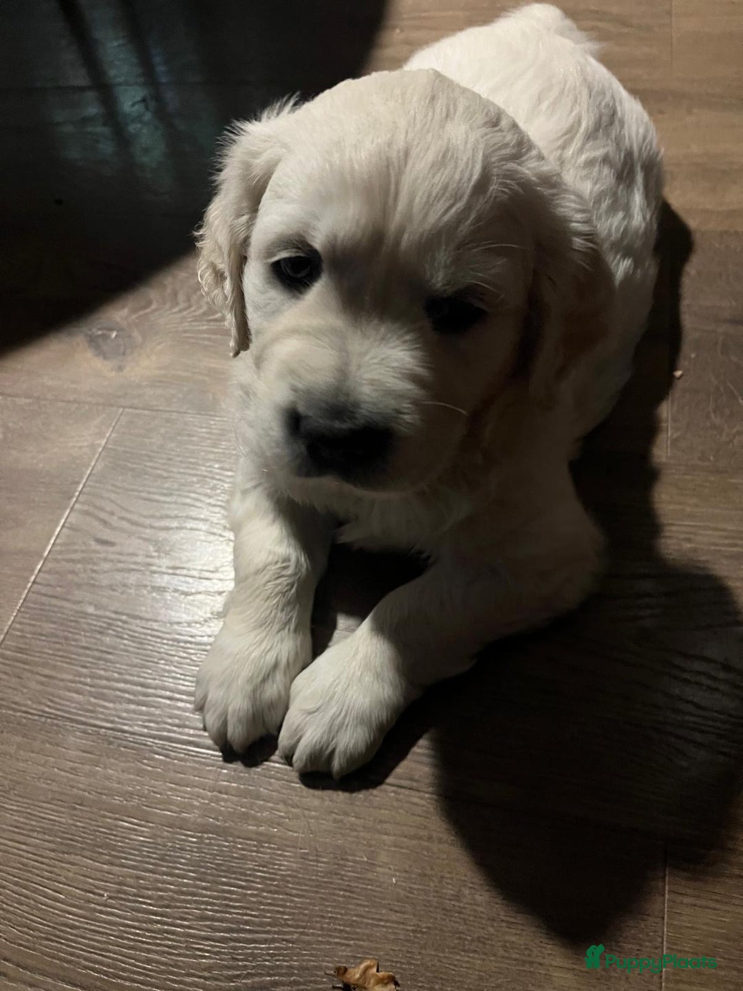 Golden Retriever honden te koop: 2 lieve golden retriever puppys te koop - Advertentie 3
