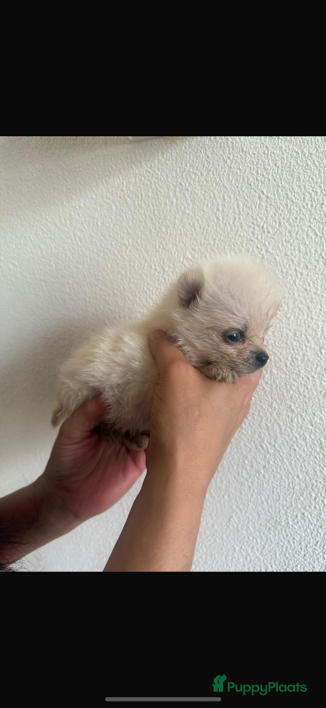 Pomsky honden te koop: 4 prachtige pomsky’s in Breda - Afbeelding 8
