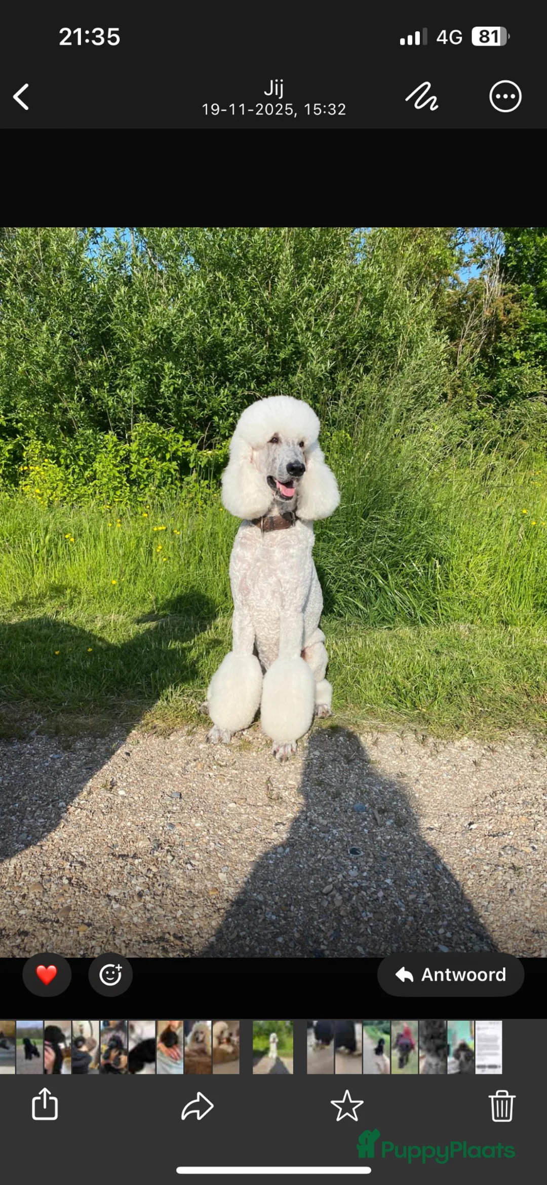 Poedel honden te koop: Koningspoedel poedel pup met stamboom  in Nieuw-Beijerland - Advertentie 5