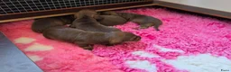 Ruwhaar Teckel honden te koop: Chocotan ruwharige prachtige pups !!!! - Advertentie 4