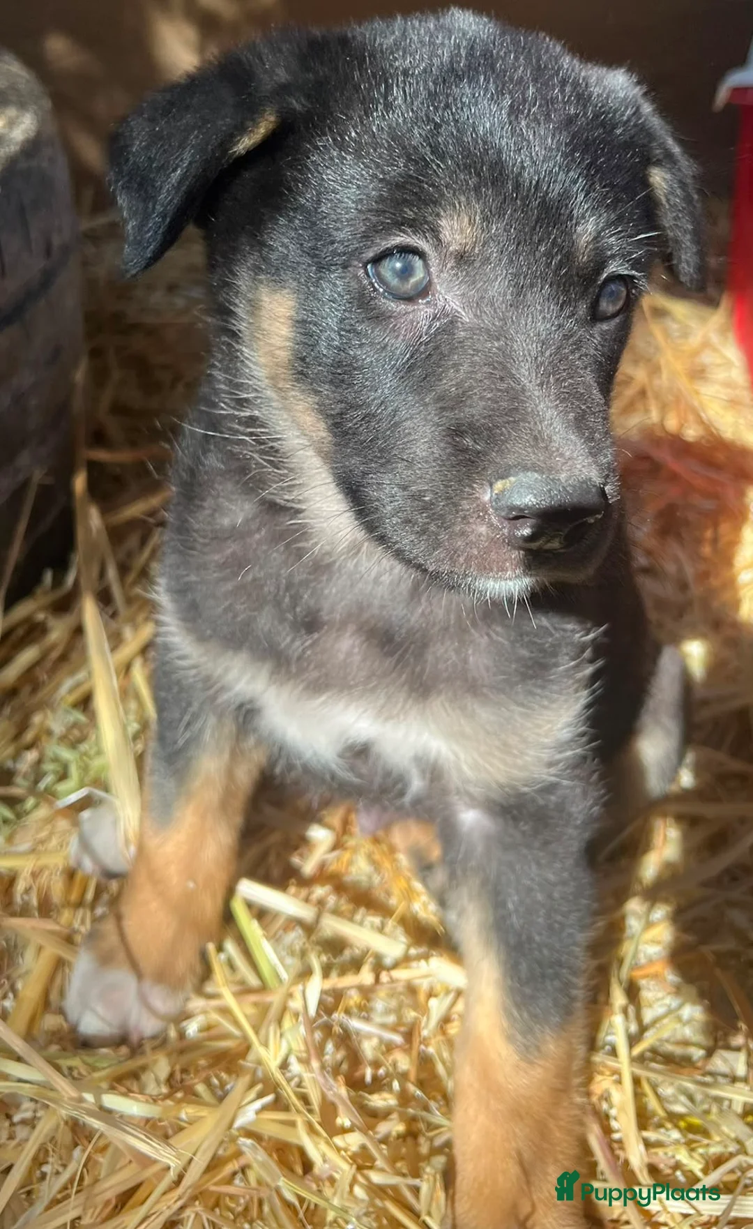 Kruising honden ter adoptie: deze knappe jongen Chipie zoekt een vriendje  - Advertentie 11