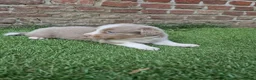 Kruising honden te koop: Knappe lilac border collies - Advertentie 4