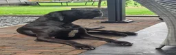 Duitse Dog honden te koop: Duitse dog teefje - Advertentie 6