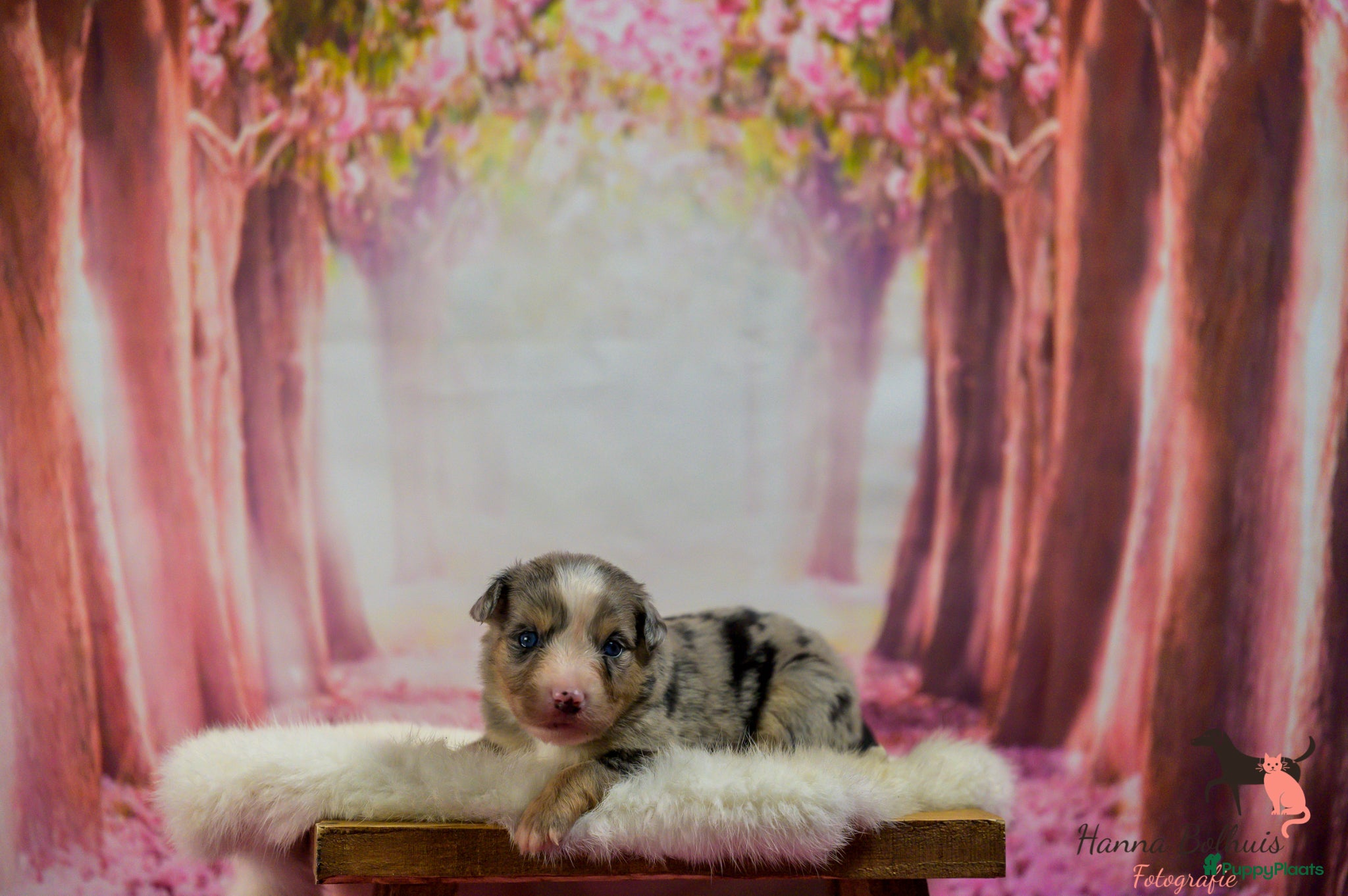 Australian Shepherd honden te koop: Mini Australian Shepherd pups - Advertentie 8