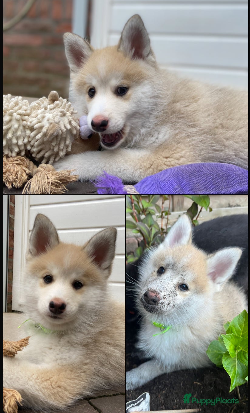 Pomsky honden Lieve crème-witte pomsky pup - Advertentie 3