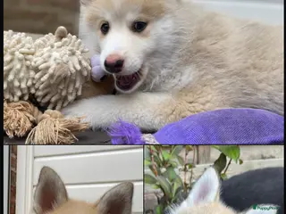 Pomsky honden Lieve crème-witte pomsky pup - Advertentie 3