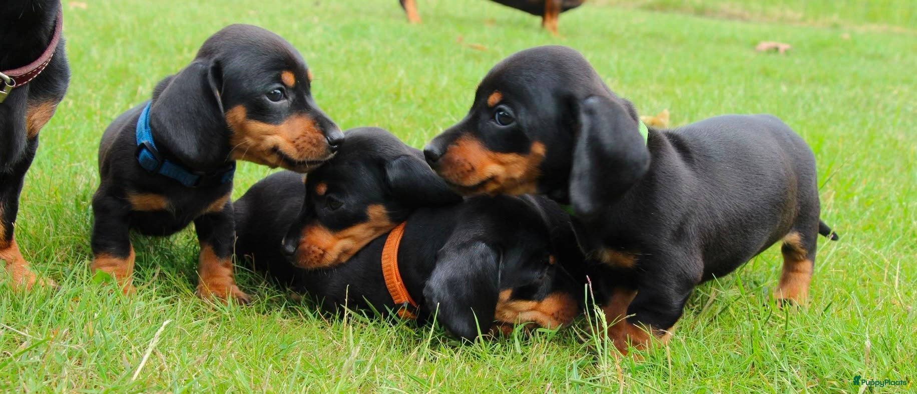 Teckel (korthaar)  honden Mooie teckel pups black en tan - Advertentie 2