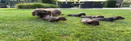 Ruwhaar Teckel honden te koop: Teckel standaard ruwhaar FCI-stamboom - Advertentie 5