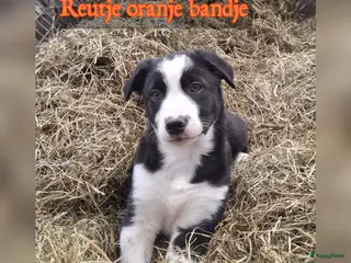Border Collie honden Lieve border collie pups - Advertentie 3