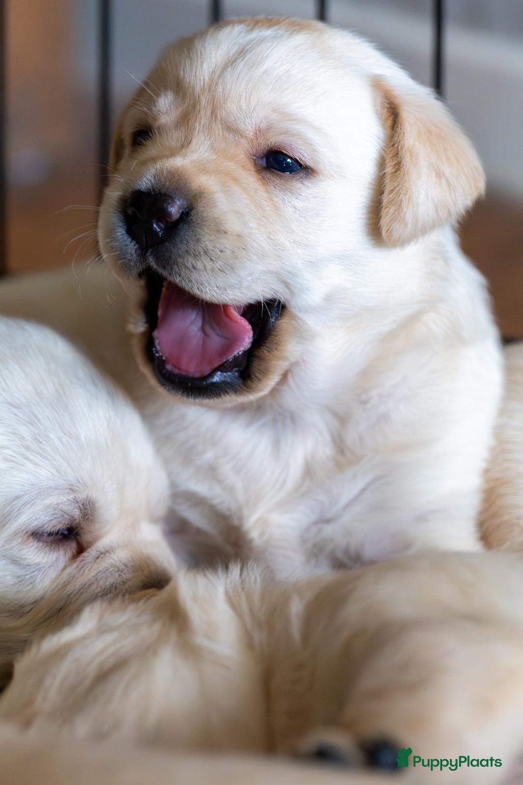 Labrador Retriever honden Raszuivere labrador retriever pup stamboom  - Advertentie 2