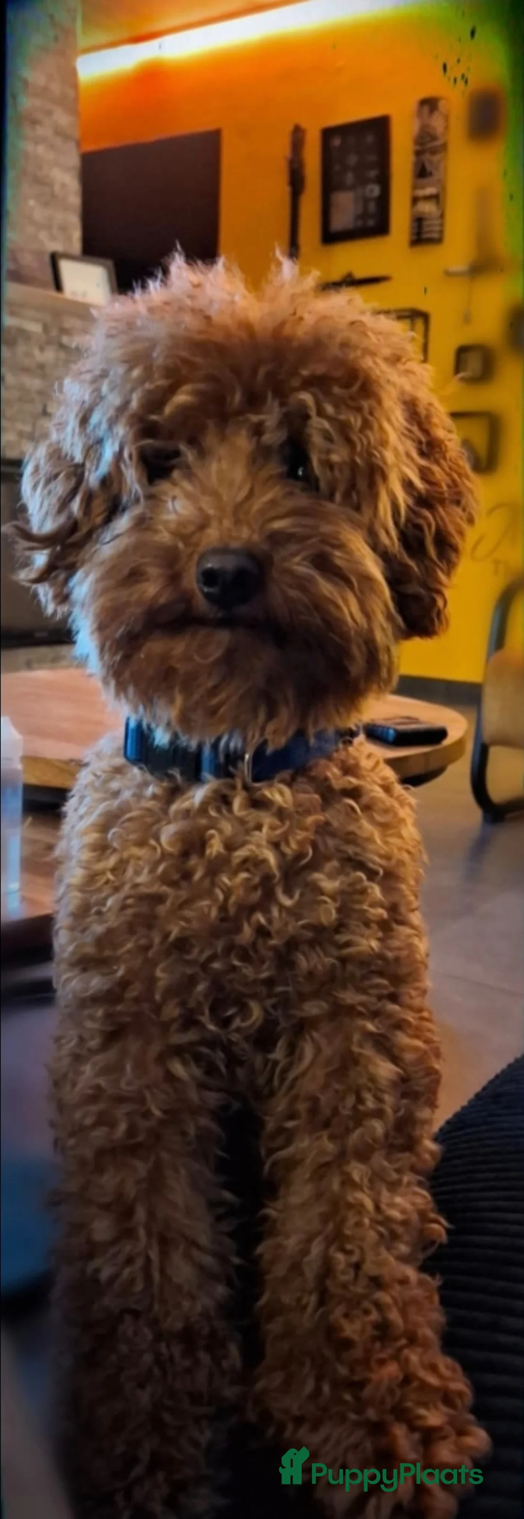 Cavapoo honden te koop: Mooie cavapoo pups - Advertentie 15