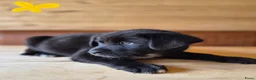 Kruising honden te koop: Labrakita pups - Advertentie 4