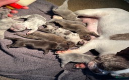 Franse Bulldog honden te koop: Franse Bulldog pups in huis opgevoed  - Afbeelding 9