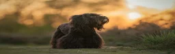 Kruising honden ter dekking: Boompoo dekreu  - Advertentie 1