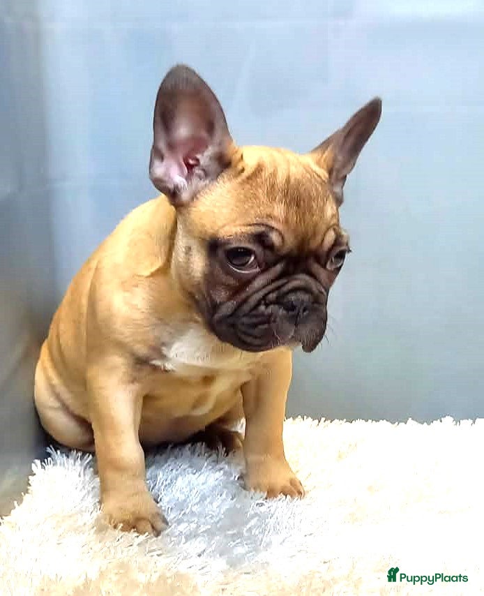 Franse Bulldog honden Franse Bulldog Pup Laatste Teefje - Advertentie 1