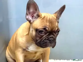 Franse Bulldog honden Franse Bulldog Pup Laatste Teefje - Advertentie 1