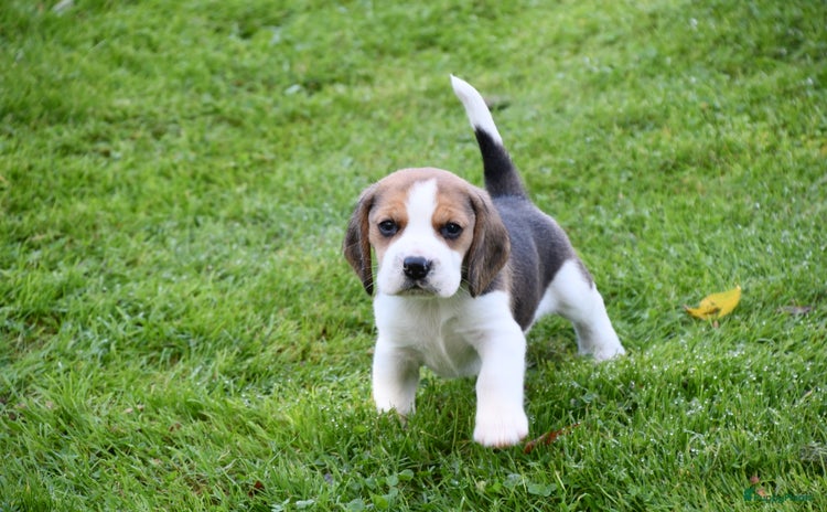 Beagle honden - Advertentie 1