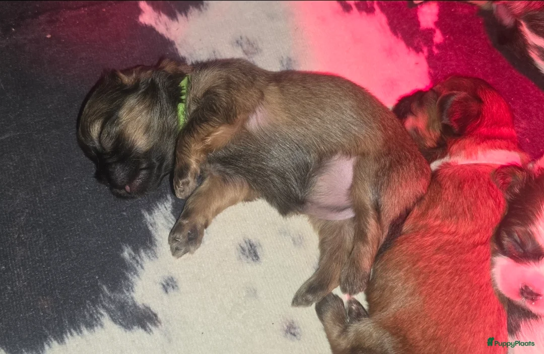 Kruising honden te koop: Boomer pups 14-1 geboren (Shih-Tzu x Boomer) - Advertentie 29