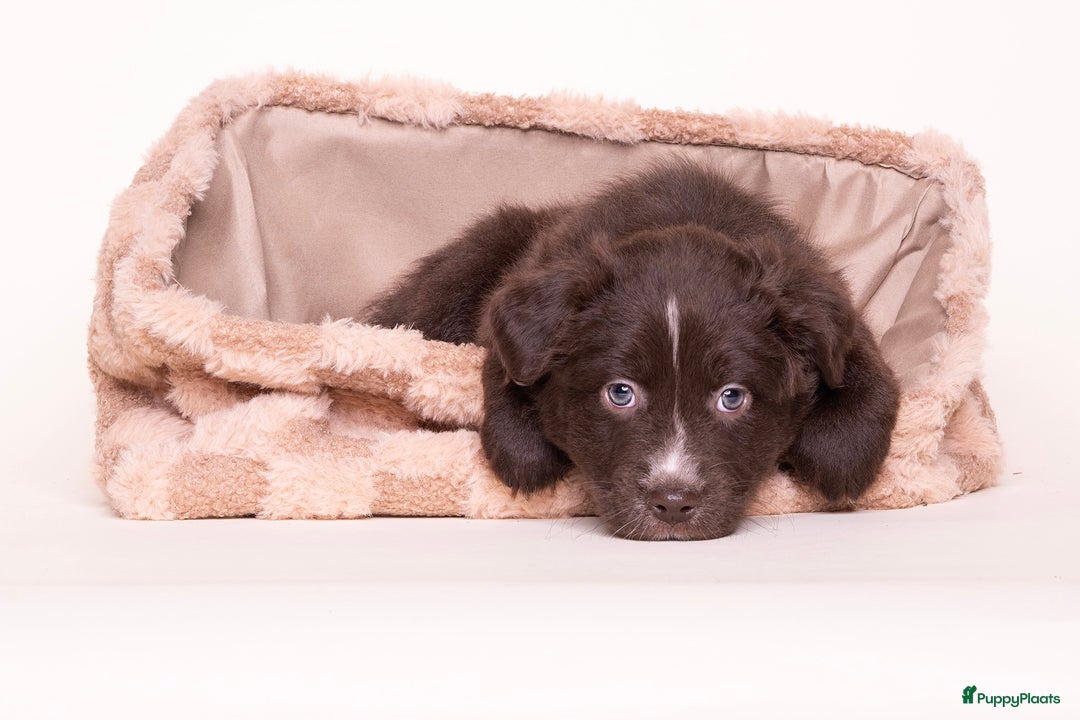 Australian Shepherd honden te koop: Australian shepherd pup teefje - Advertentie 2