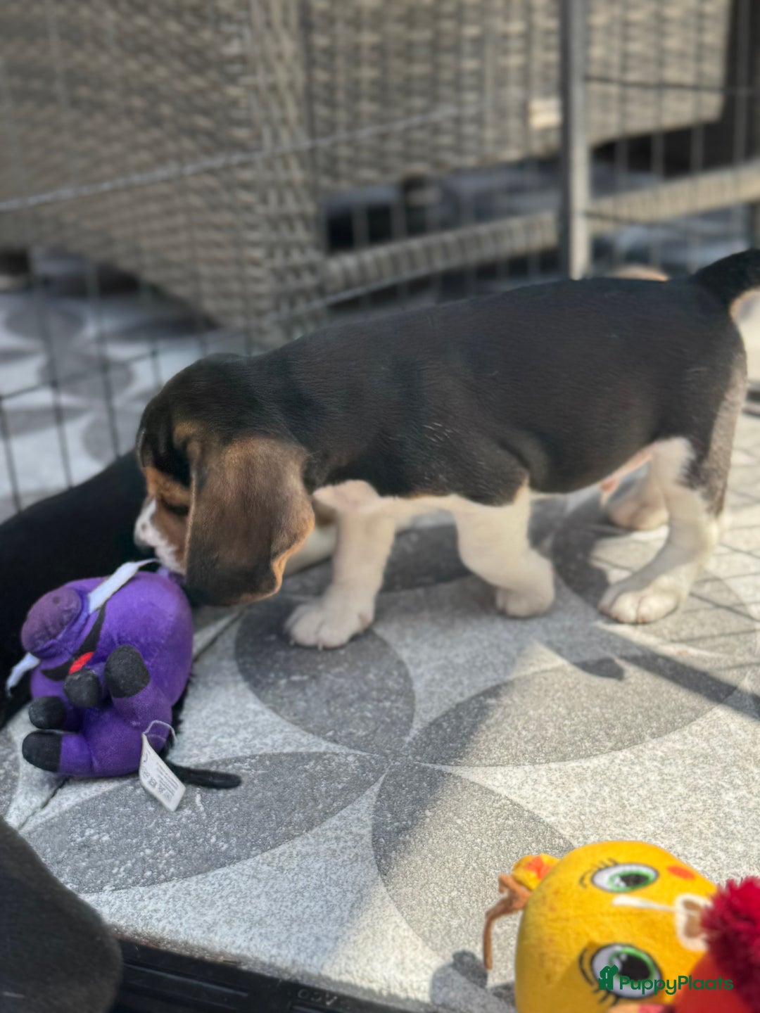 Beagle honden te koop: Beagle pups!!! - Afbeelding 6