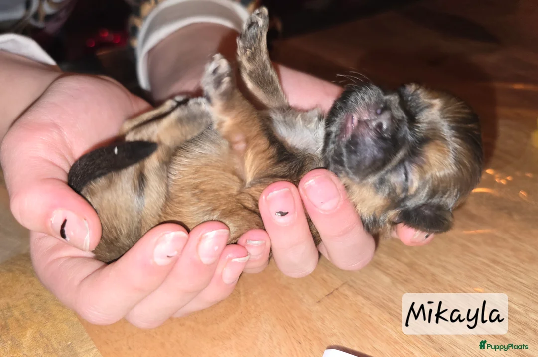Kruising honden te koop: Boomer pups 14-1 geboren (Shih-Tzu x Boomer) - Advertentie 33