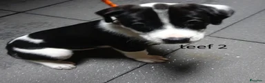 Kruising Puppy 3
