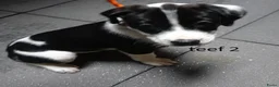Kruising honden te koop: LIEVE PUPS - Advertentie 13