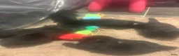 Schotse Terriër honden te koop: Twee Schotse terriër reutjes beschikbaar  - Advertentie 23