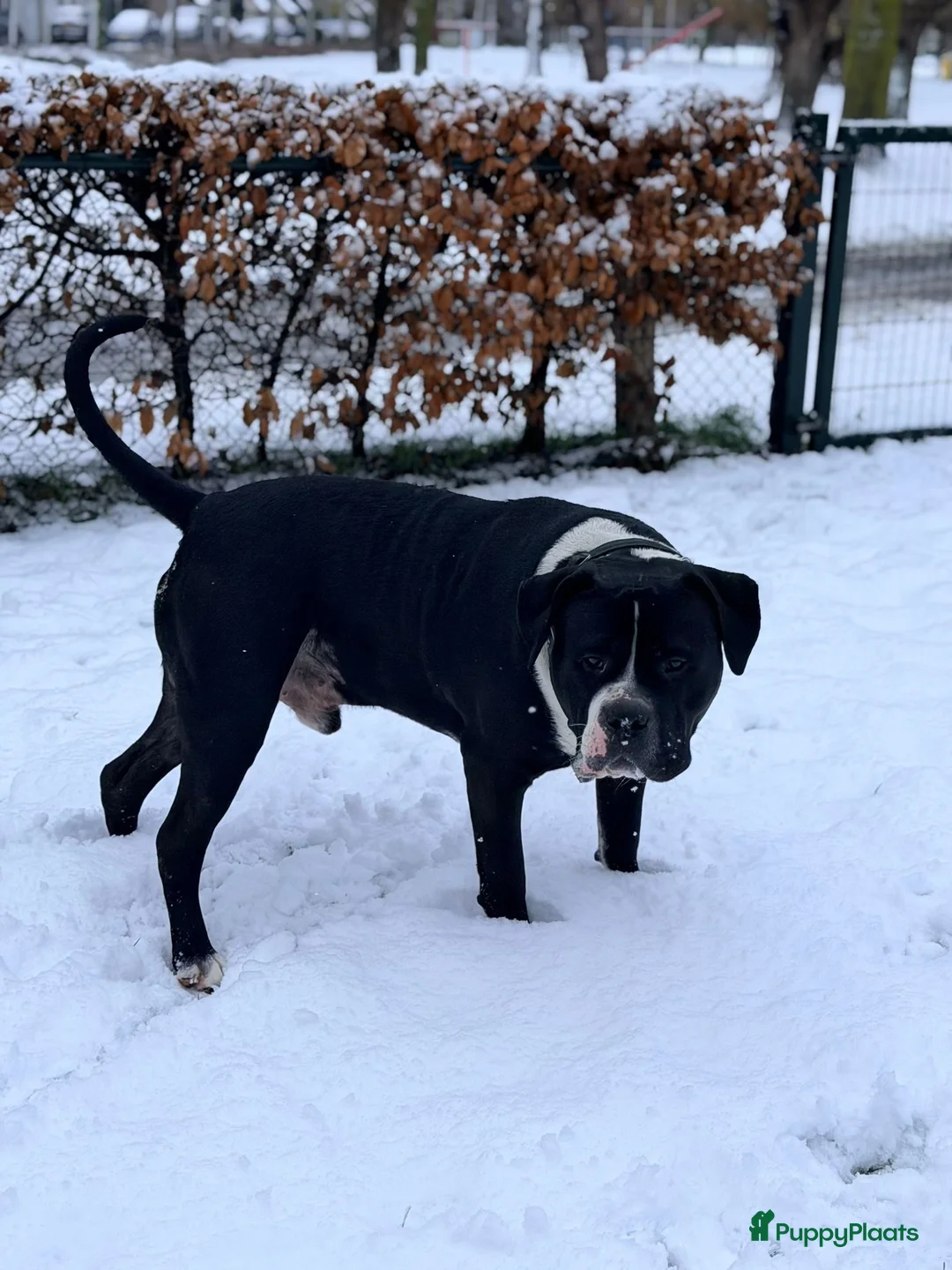 Amerikaanse Bully honden te koop: American bully xl pups  - Advertentie 17