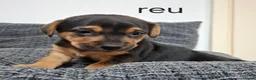 Jack Russel Terriër honden te koop: Jack russel black en tan pups in Biest-Houtakker - Advertentie 6