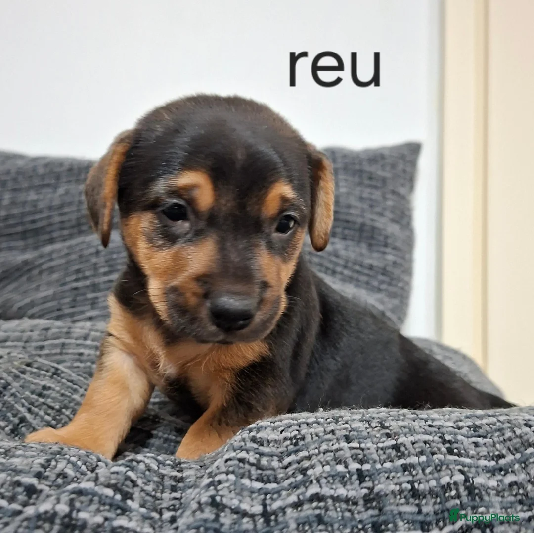 Jack Russel Terriër honden te koop: Jack russel black en tan pups in Biest-Houtakker - Advertentie 6