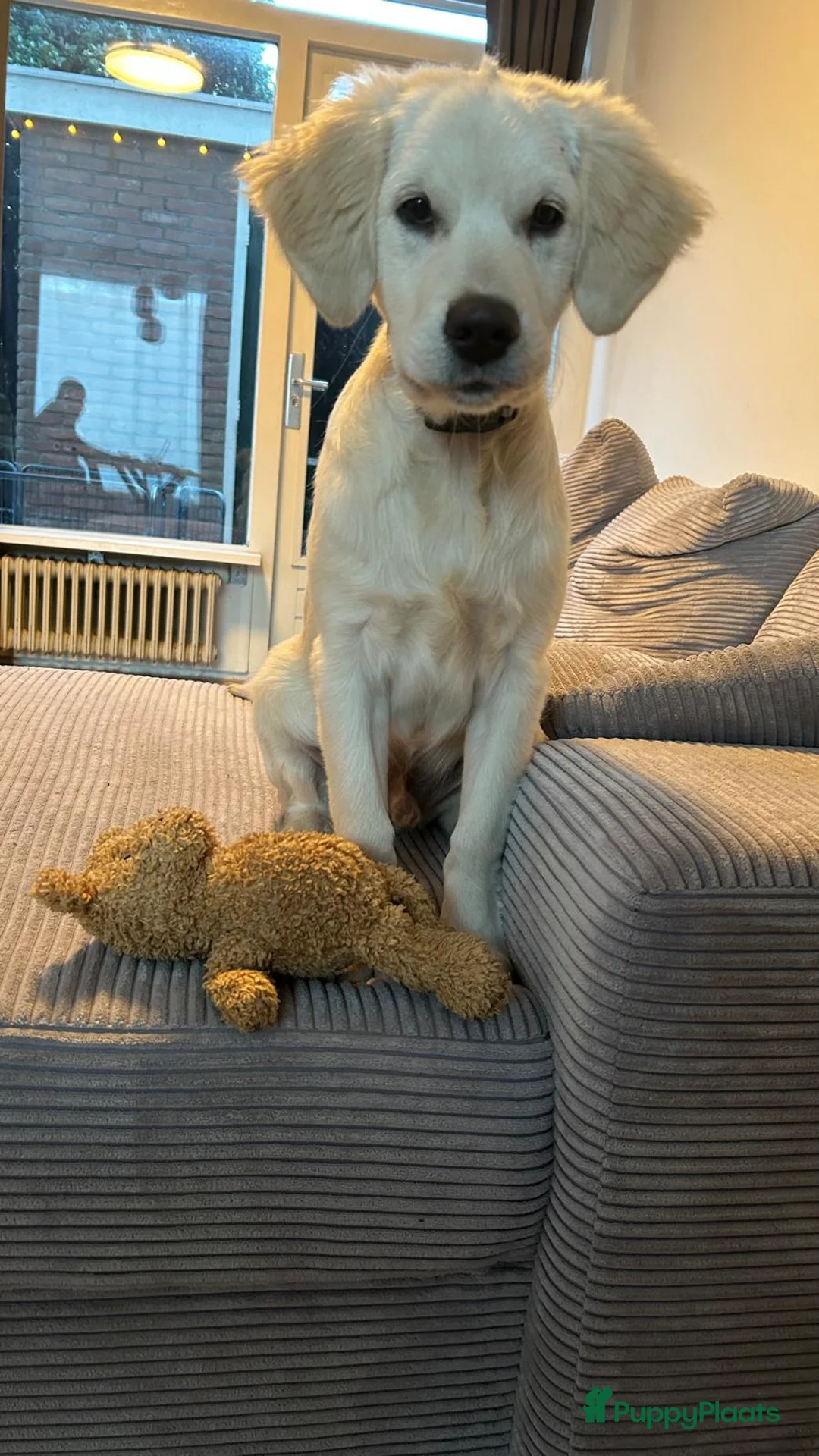 Golden Retriever honden te koop: 4 months old Golden Retriever - Advertentie 6