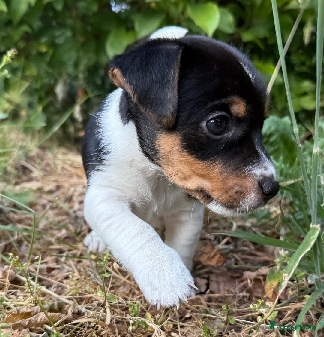 Russel Mix Welpen Kaufen Jack Russel Russel Mix Welpen Russell