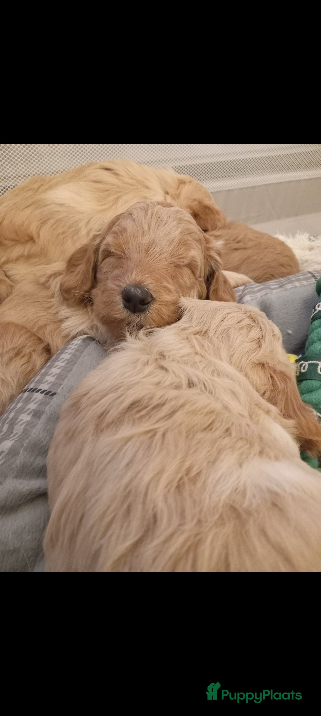 Kruising honden te koop: Prachtige Australian (halve) labradoodle puppies  - Advertentie 13