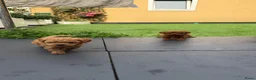 Poedel Toy honden te koop: 5 prachtige toy poedel reutjes  - Advertentie 18