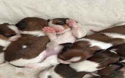 Kooikerhondje honden te koop: Kooiker pups  - Afbeelding 3