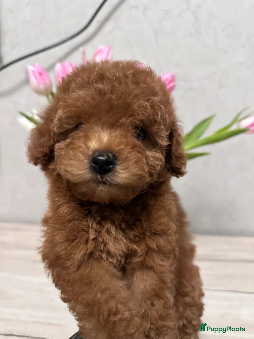 Poedel Toy honden te koop: Schattige Toy Poedel puppy’s in rode (red) kleur - Advertentie 8