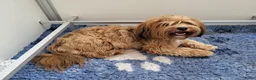 Kruising honden te koop: Havapoo pups - Advertentie 13