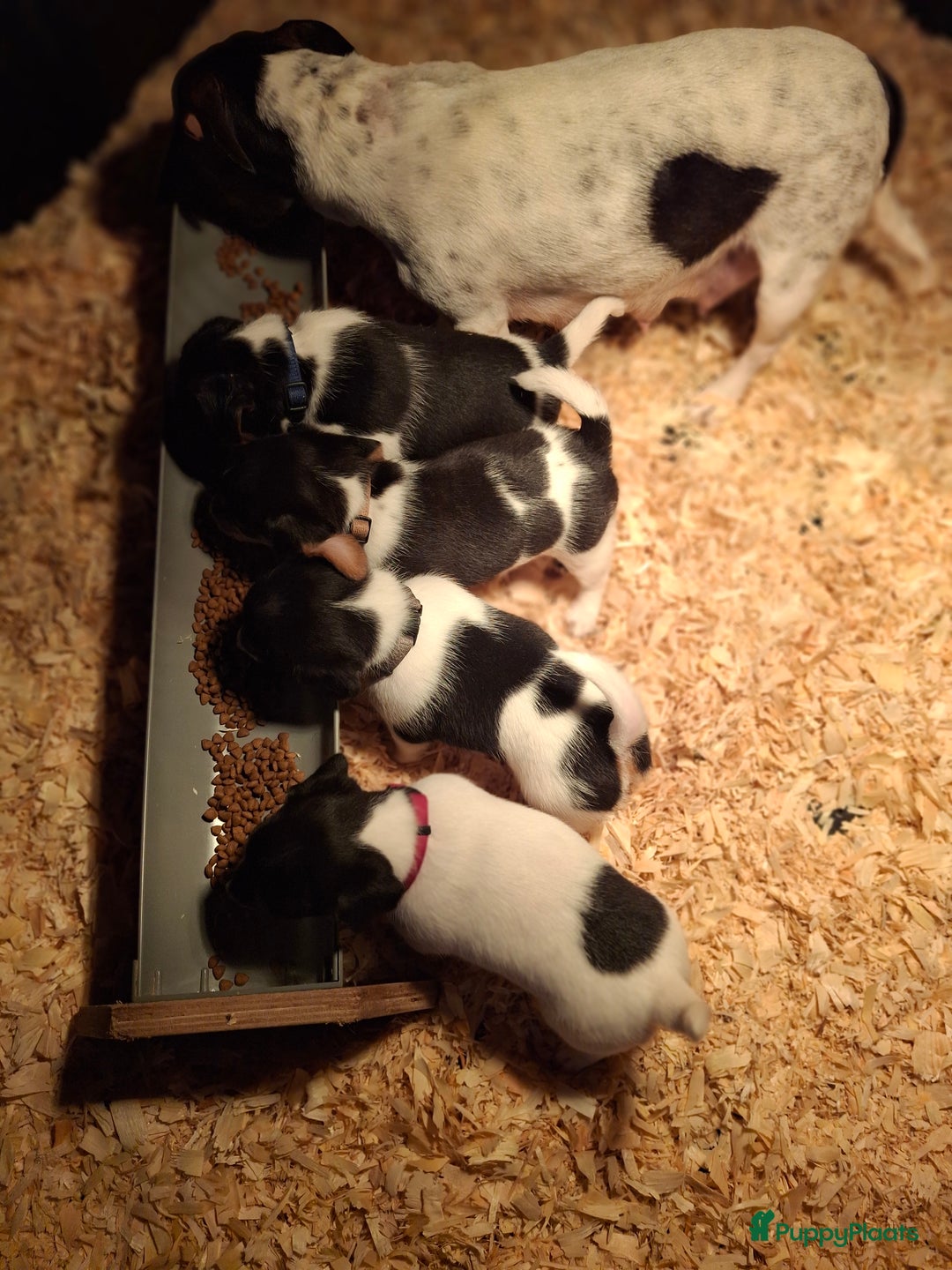 Jack Russel Terriër honden te koop: Jack Russel puppy's  - Advertentie 12