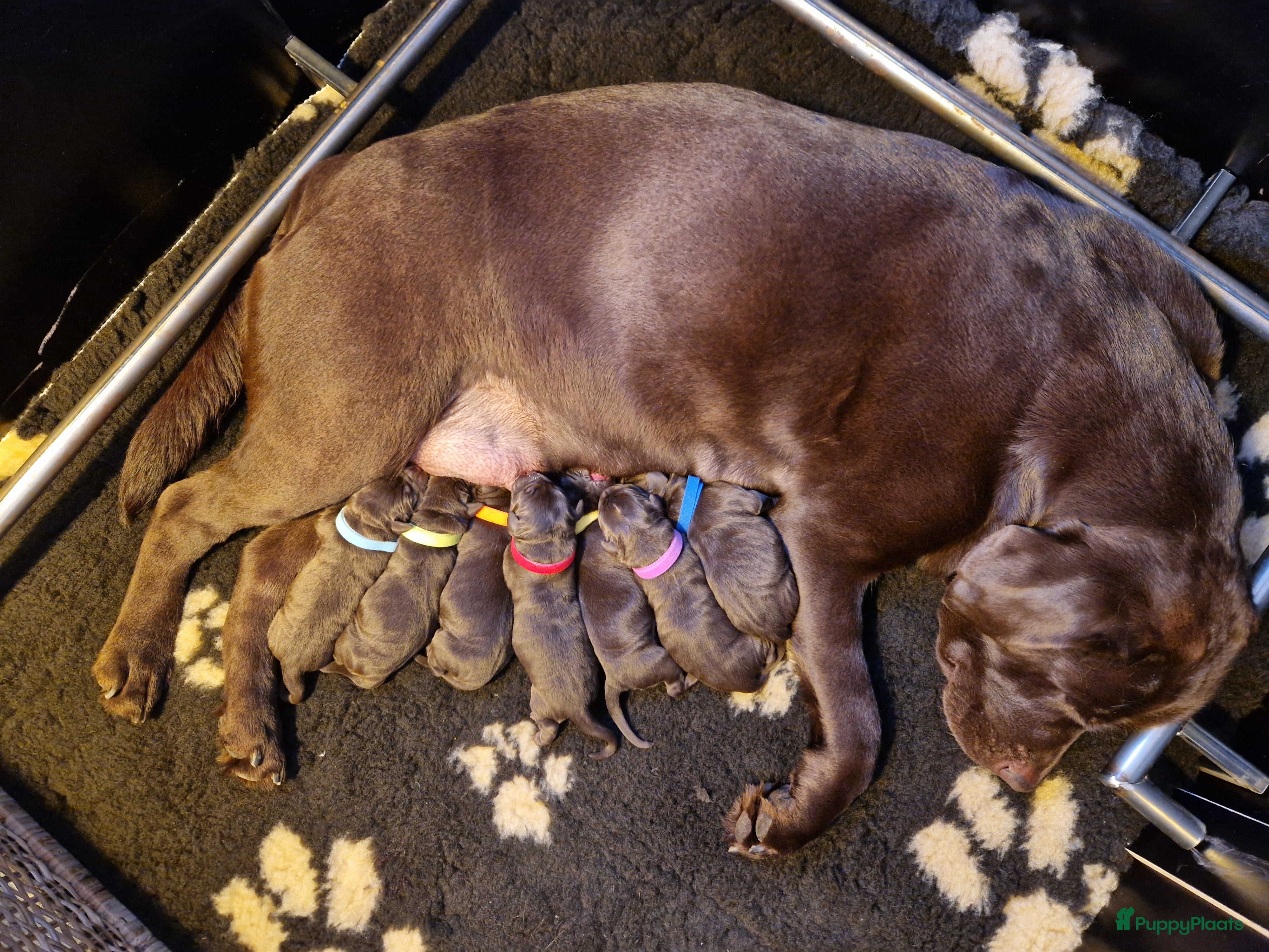 Labrador Retriever honden Nog 1 bruine labrador reu met stamboom beschikbaar - Advertentie 2