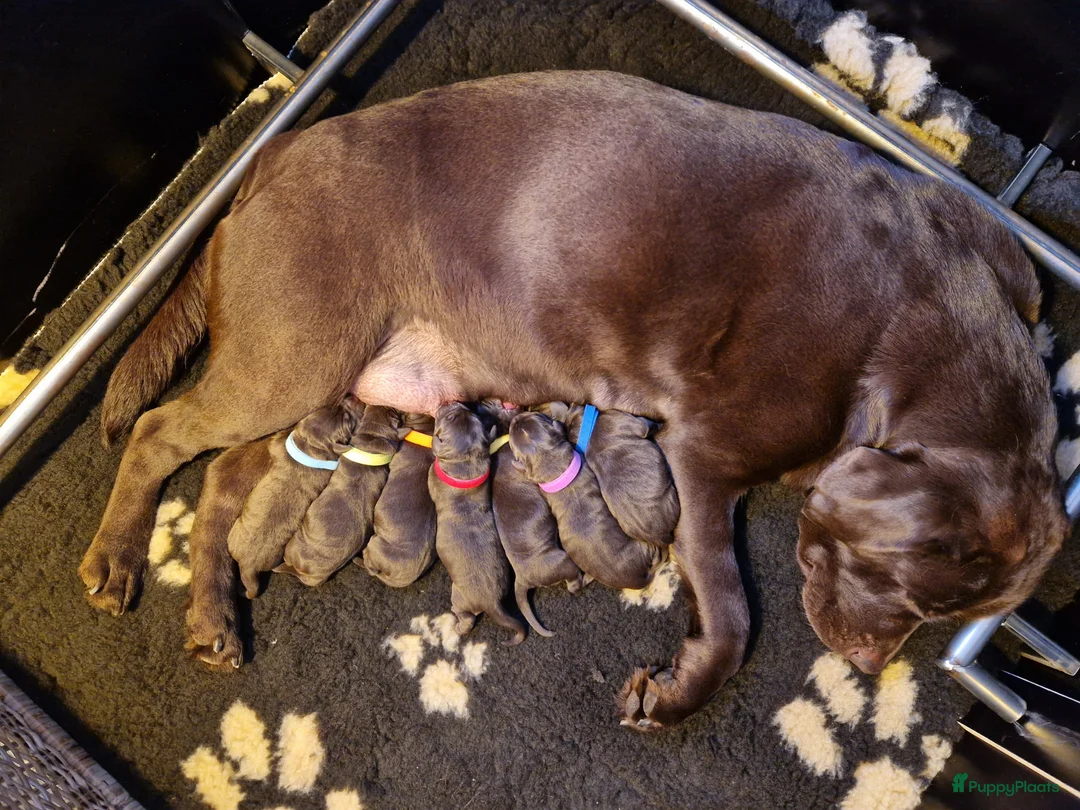 Labrador Retriever honden te koop: Nog 1 bruine labrador reu met stamboom beschikbaar - Advertentie 1