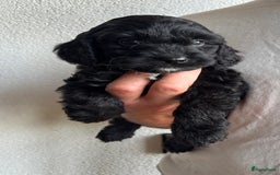 Cockapoo honden te koop: Cockapoo herhaalnestje in Kessel - Afbeelding 1