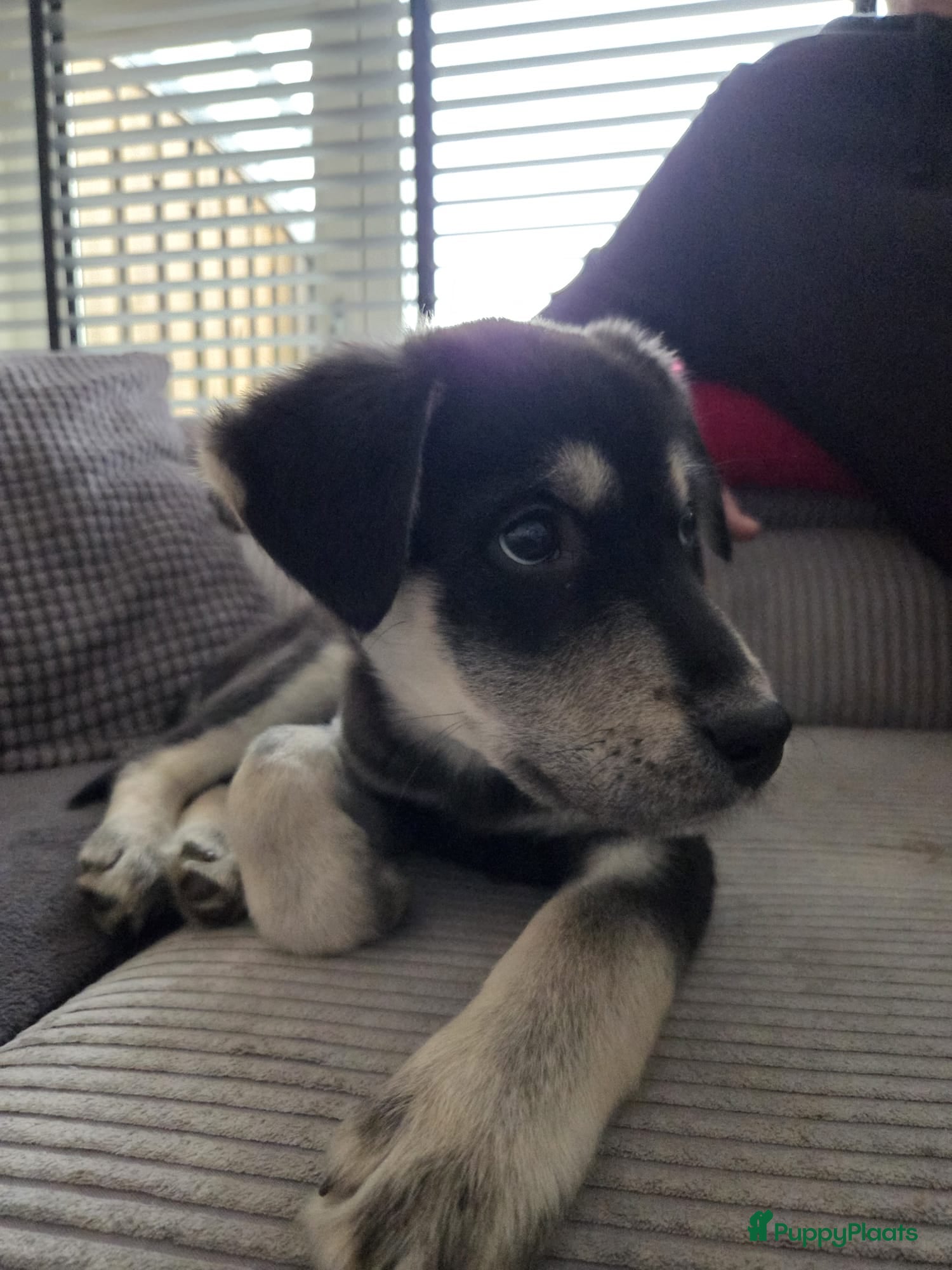 Kruising honden Seberise Retriever  - Advertentie 1