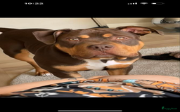 Amerikaanse Bully honden te koop: Bully xxl  - Afbeelding 2